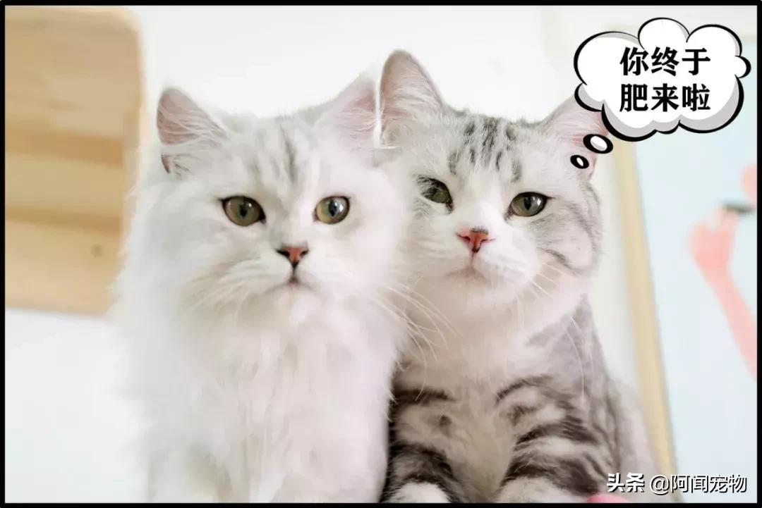 养宠物的哪个瞬间让你最崩溃,养宠物的24个扎心日常