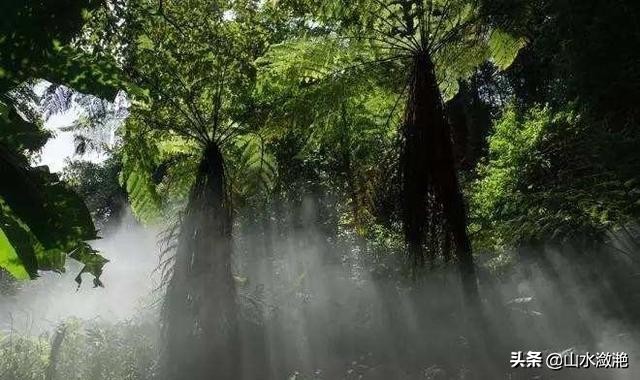 南靖珍稀植物,漳州市南靖县和溪镇乐土原始森林