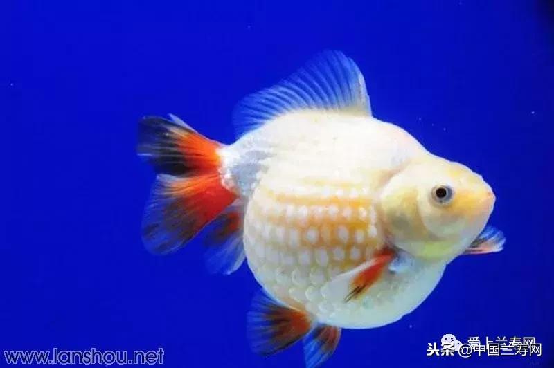生命力最大的金鱼品种有哪些,十大最好的金鱼品种