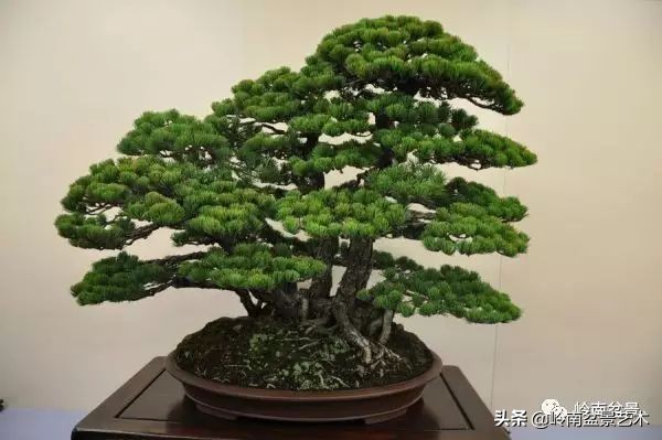 松树在水旱丛林盆景创作中的运用 (松树丛林盆景经典之作)