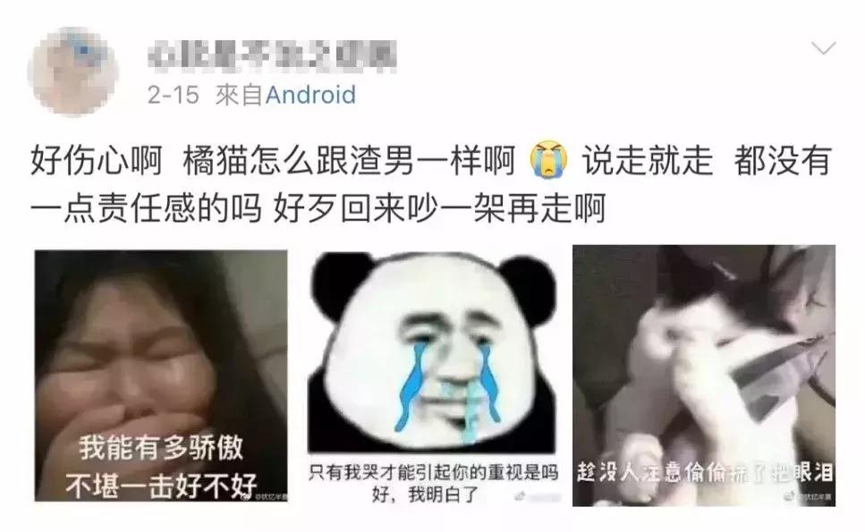 自从有了橘猫，我终于体会到什么叫“十橘九渣”！