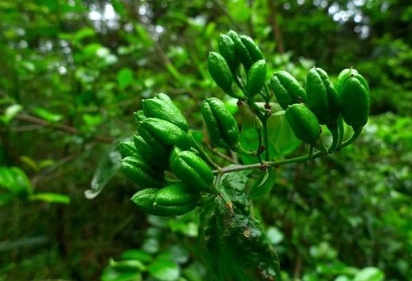 25种常见有毒的花草树木,警惕50种有毒植物
