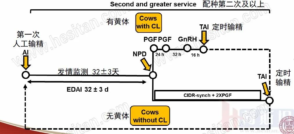 康奈尔大学干细胞研究,康奈尔大学科研