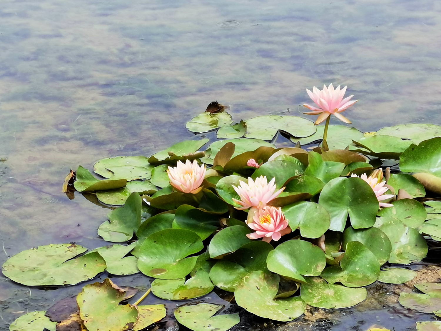 光荣play4pro麒麟9905g信号怎么样,光荣play4pro是麒麟9905g吗