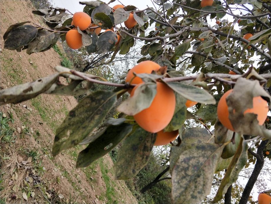 看农村是怎样采摘柿子的,采摘柿子全过程