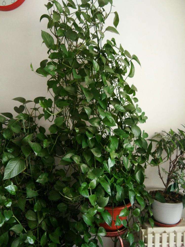 种植绿萝的过程与生长变化,绿萝如何种植更为好养