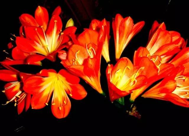 一花一世界的兰花,一花一世界的蝴蝶兰