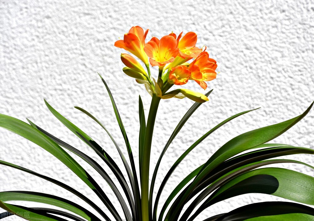 养君子兰掌握几个小技巧,大基座的君子兰是跟品种有关系吗