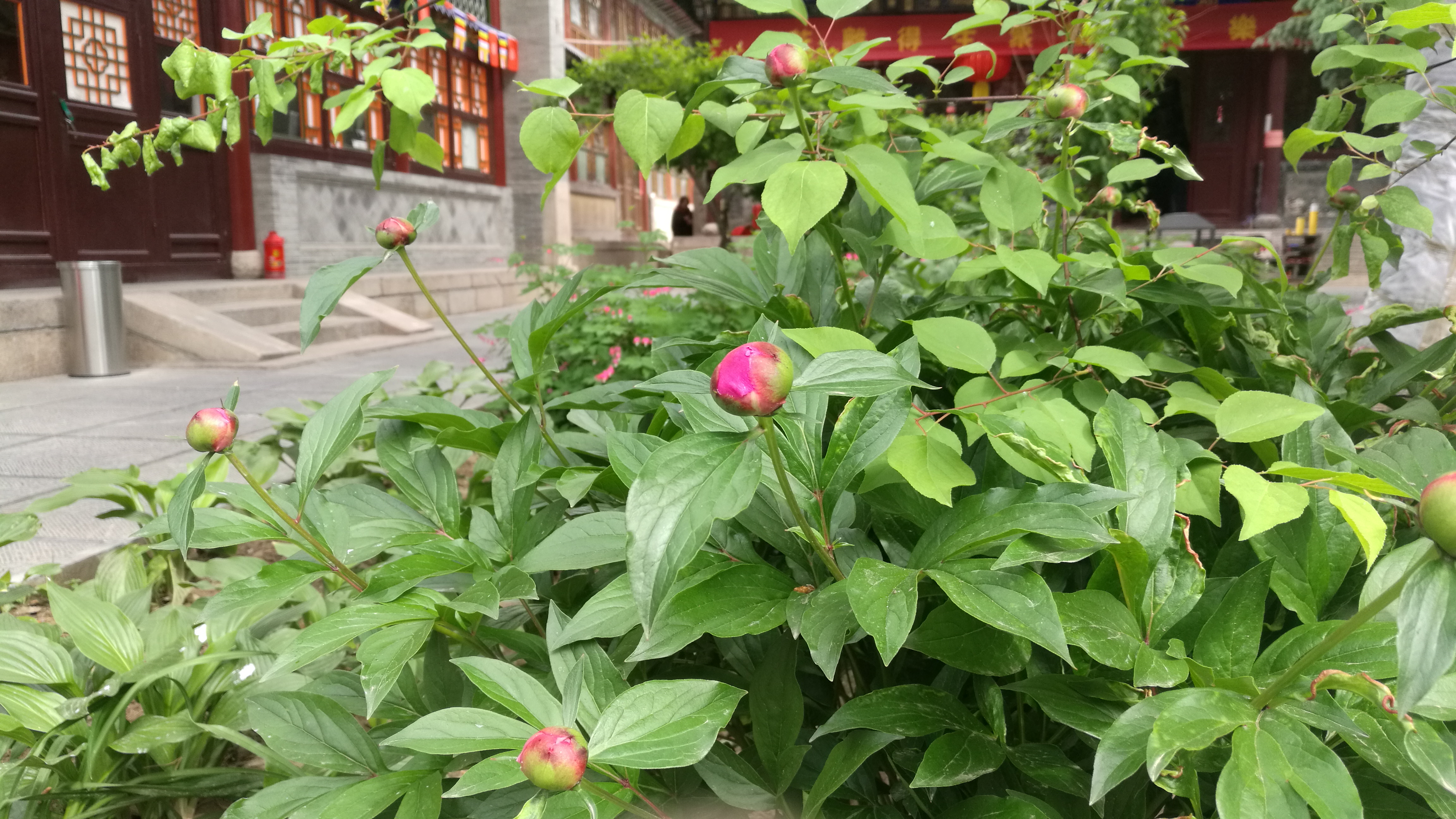 正宗五台山普化寺,五台山普寿寺圣地