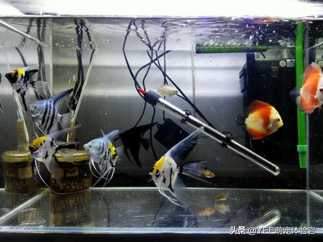 硝化细菌的五大秘诀,多加了硝化细菌该怎么处理