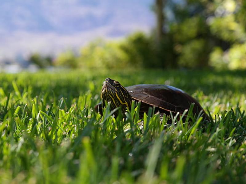 乌龟蛋孵出小乌龟后怎么处理,乌龟怎么孵化成小乌龟的