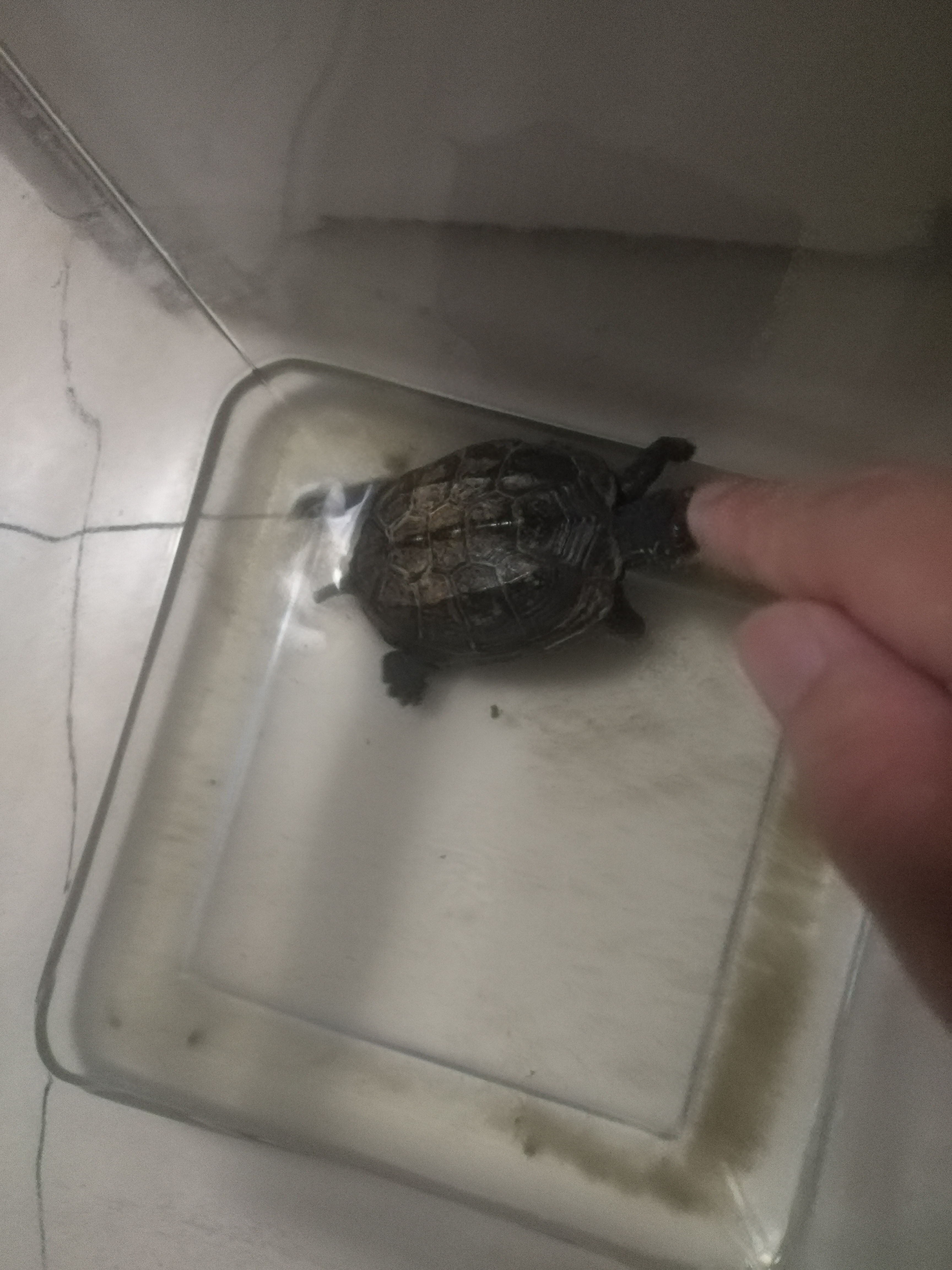 小乌龟成长记电影,小乌龟成长记第二季