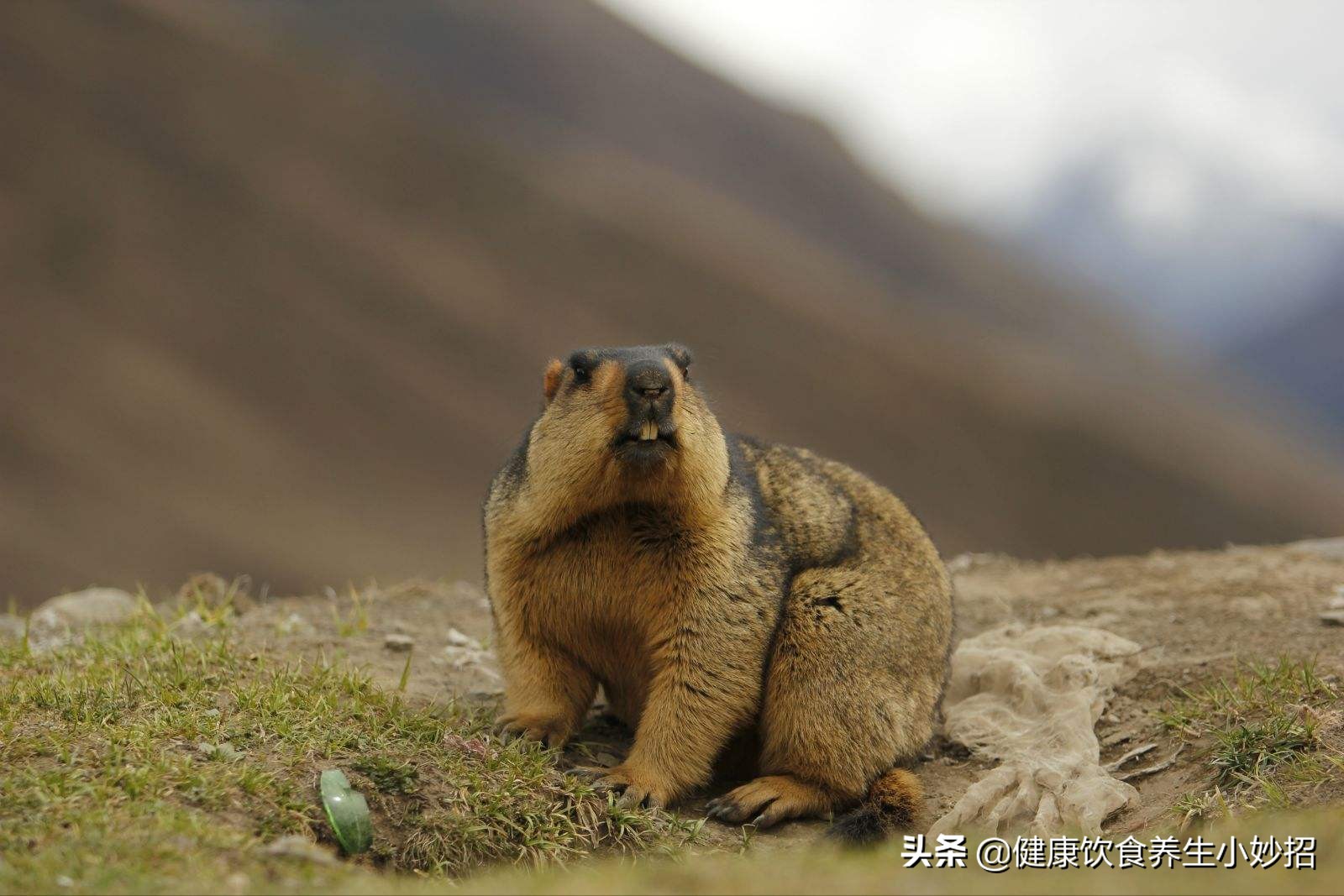 旱獭好养活吗可以做宠物养吗,旱獭养得熟吗