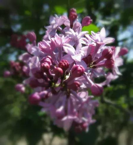 「倒叙·分享」婚庆小百科，婚礼捧花大学问你知道吗？