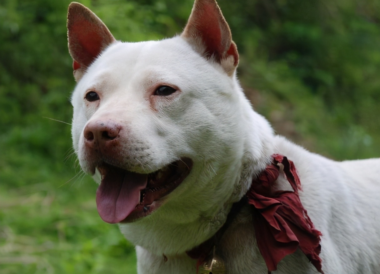 建议穷人养的10种狗田园犬,中华田园犬vs外国狗