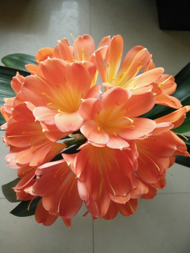 四季开花的君子兰有什么品种,君子兰花卉哪个品种最好