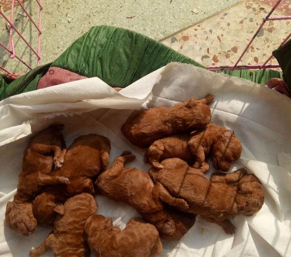 泰迪犬的优点和缺点分别是什么,泰迪受欢迎程度