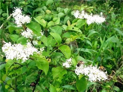 那些常见却叫不上名字的野花野草,常见的野花野草却是农家之宝