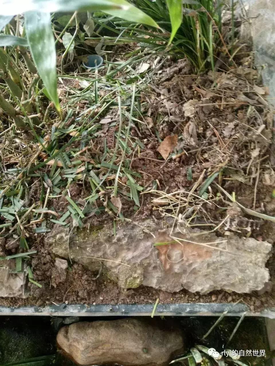 黄缘龟多大可以进环境造景,黄缘龟造景用陶粒还是火山石