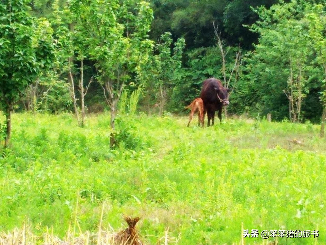 探秘濒临消失的音节文字——女书