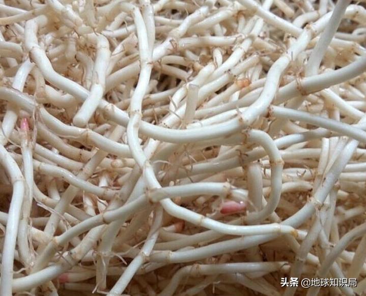 200块一斤的这种东西这么难吃，怎么卖的？地球知识局