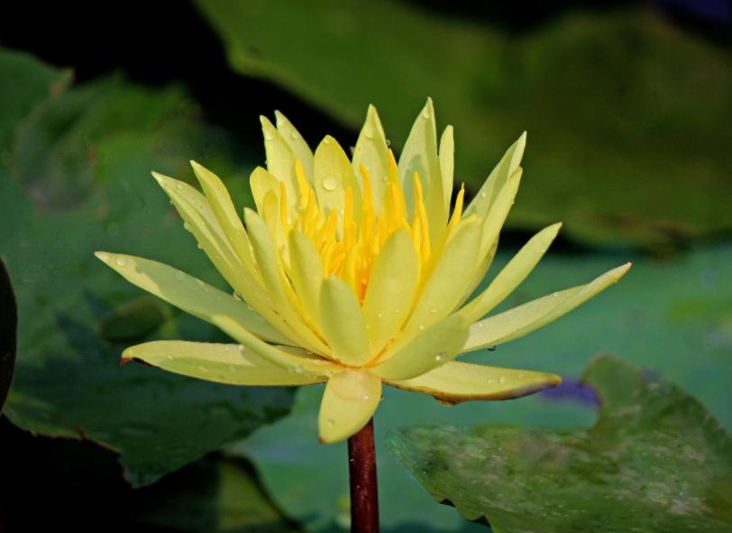 睡莲养护方法教程图解简易,怎么才能让水养睡莲开花