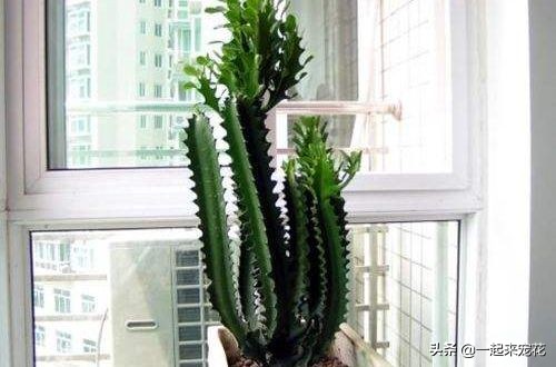 适合客厅养的树镇宅树,家庭养盆镇宅树