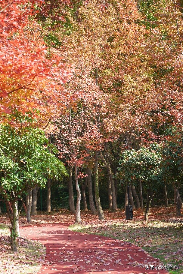 常熟网红美食盛宴,常熟网红枫林菜谱