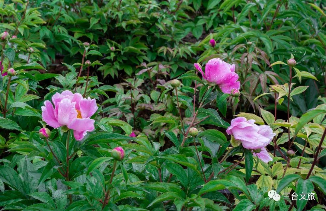 泉城公园芍药花开娇艳欲滴赛牡丹,含苞待放的芍药花娇艳欲滴