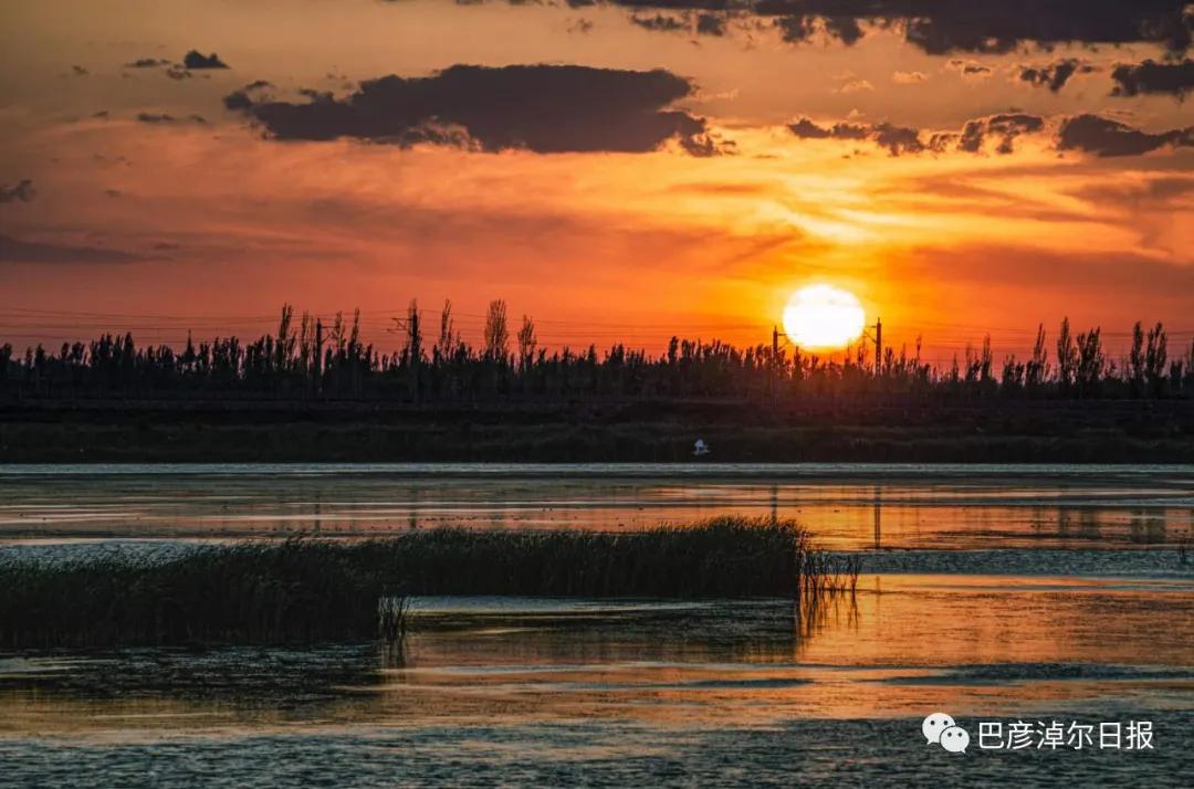 磴口南湖的苍鹭“斗舞”了，大家快来看