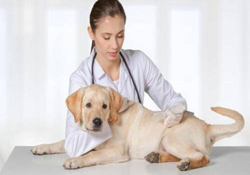 狗狗感冒可以吃感冒冲剂吗,狗狗感冒能吃999感冒灵冲剂吗