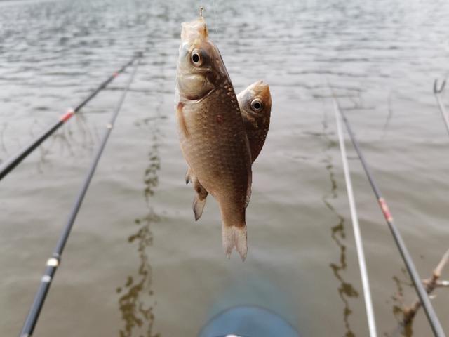 禄劝野钓鲫鱼好地方,禄劝溪流野钓
