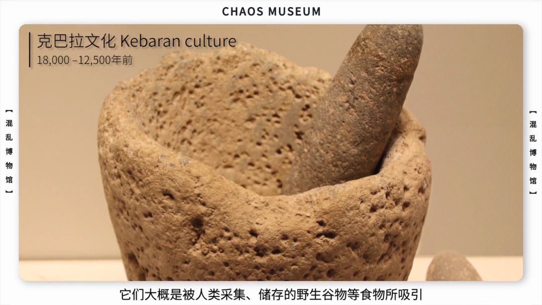 米老鼠是耗子吗,米老鼠原型是什么鼠