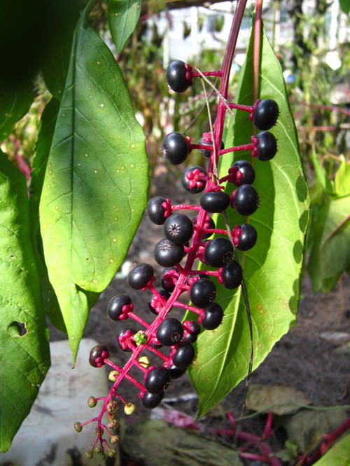 野外常见有毒植物科普,野外哪些植物有毒