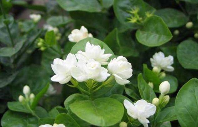 怎么养绿萝爆盆又不长藤求回答,养绿萝最正确的方法