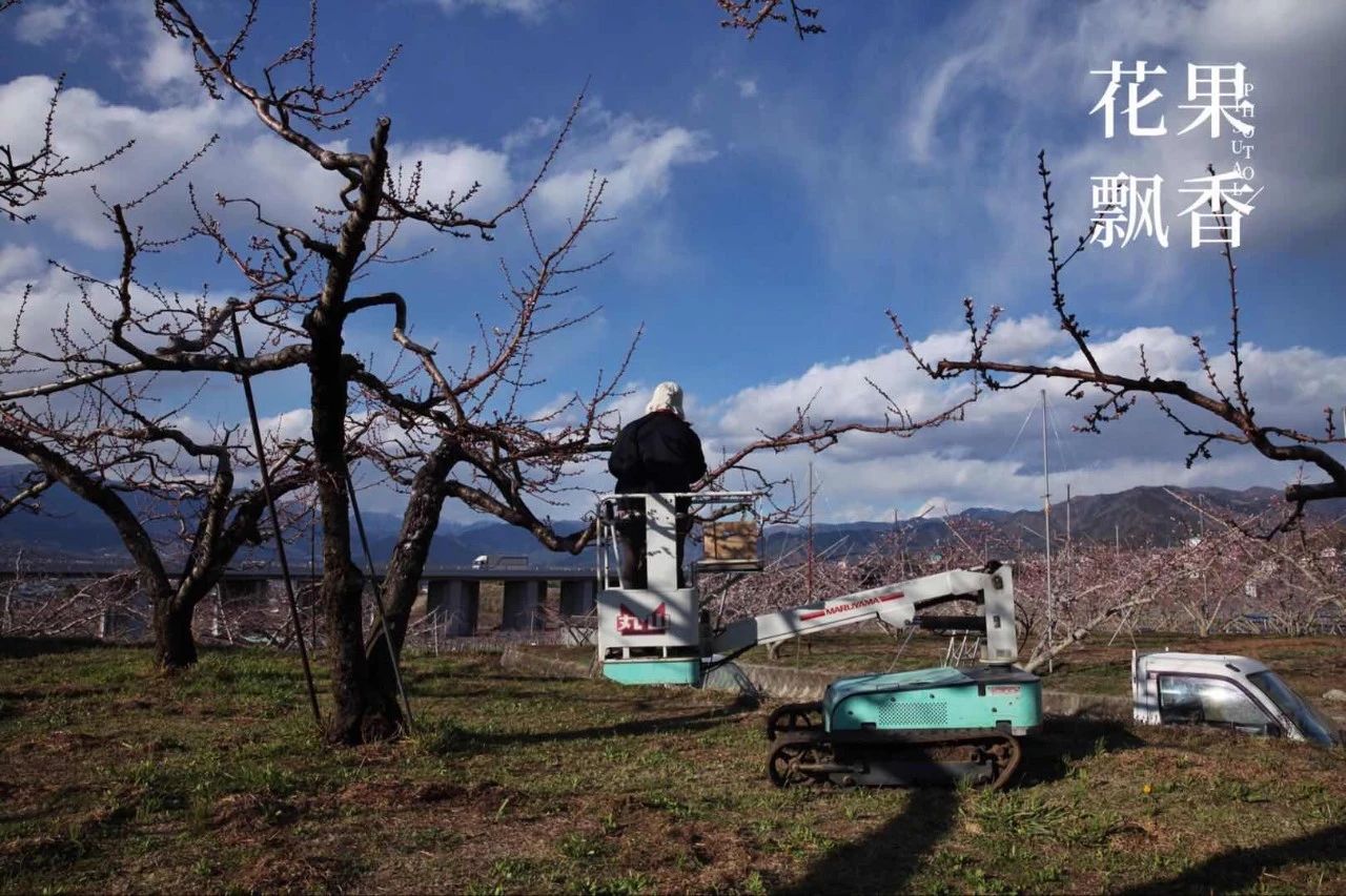 原来，日本果业是一个精致的、被JA溺宠的“老宅男”