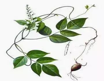 整合——28种青草药，赶快收藏备用！