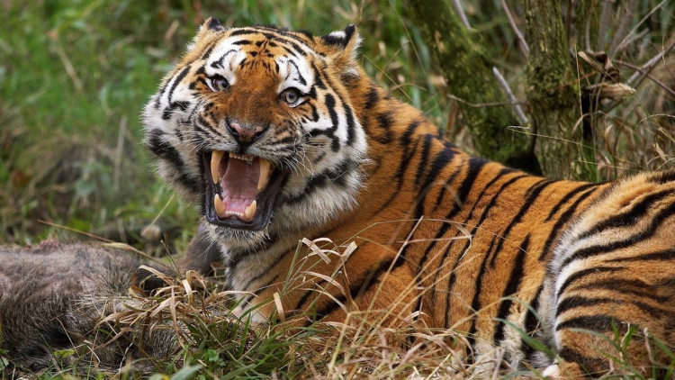 一只老虎和一只狮子打架谁会赢,狮子和老虎打架的故事