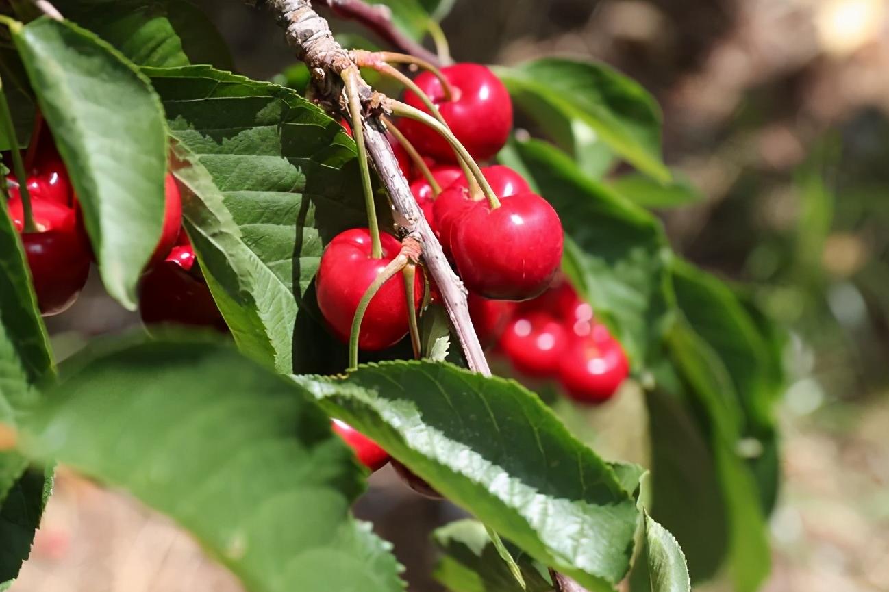 澳洲和智利车厘子区别,智利车厘子和车厘子有什么不一样