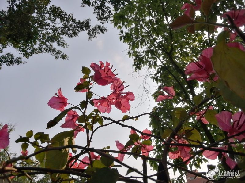 光荣平板5八英寸版,光荣平板5支持高清通话么