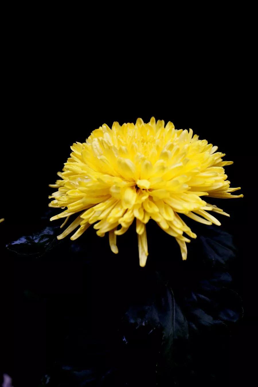 清新的花可以做什么菜,做菜点缀可食用的花