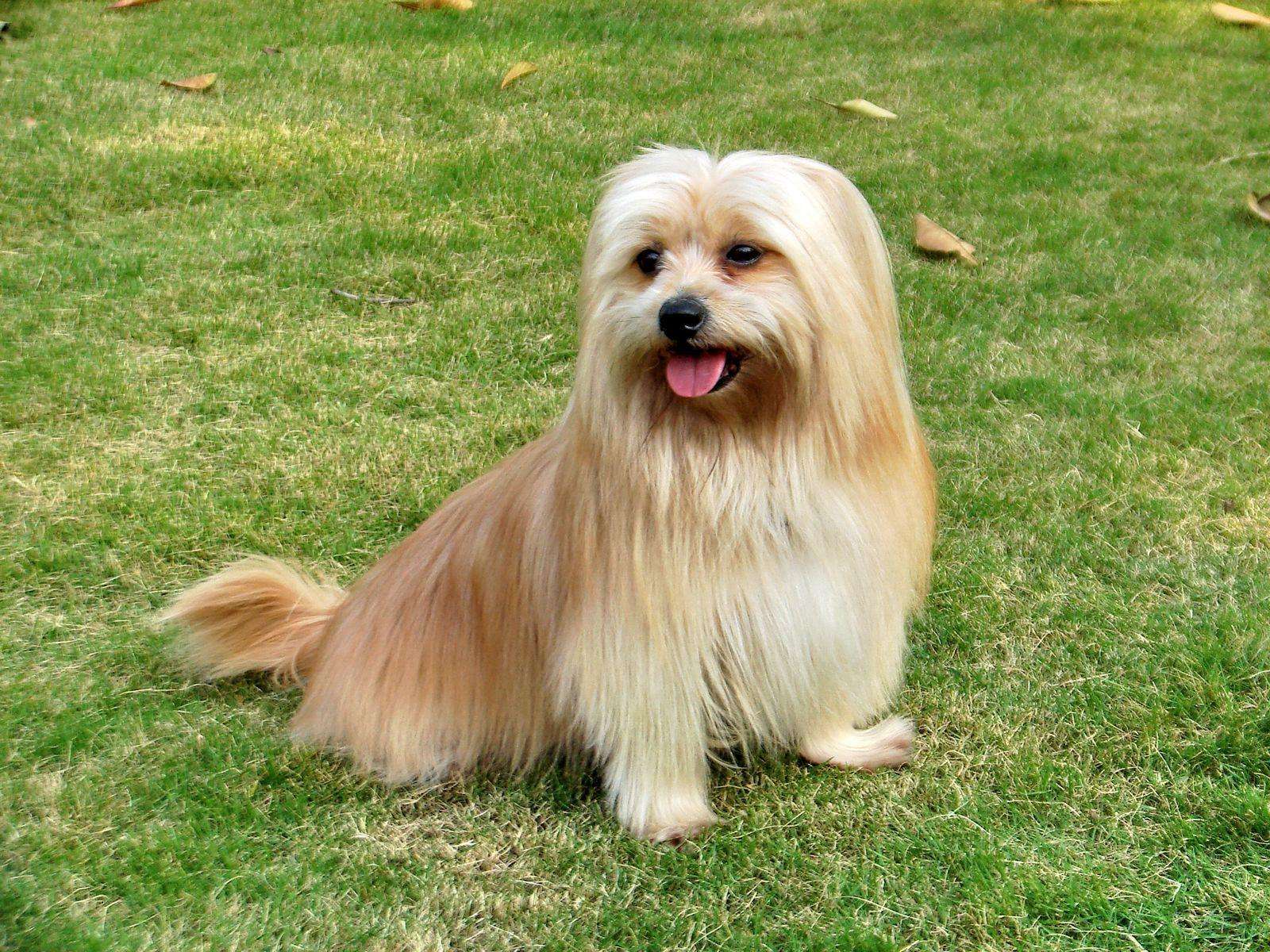 各品种犬最常见的遗传缺陷，在养待养的都看一下