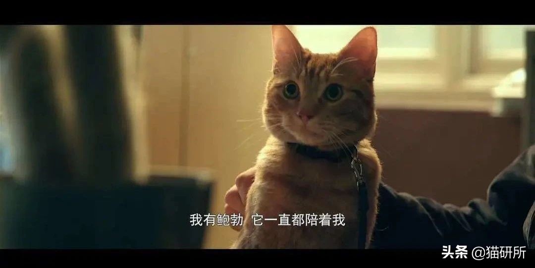 养猫可以让你变得更健康吗,老人养猫为什么比较乖玄学