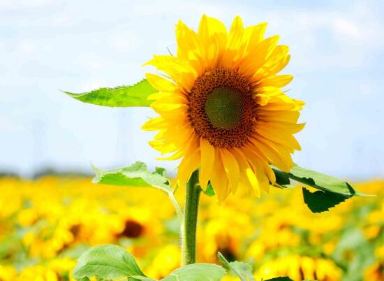 一朵向日葵和一束向日葵的花语,向日葵的花语寓意有哪些