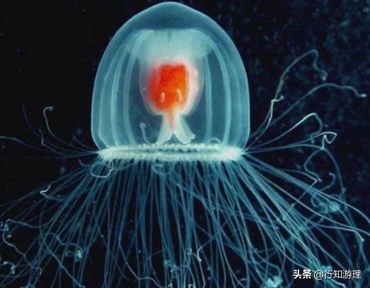 「共63题」强国争上游答题中的“动物世界”专题（最全辨析）