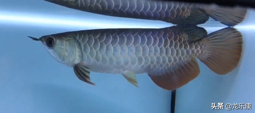 龙鱼的基础知识,龙鱼怎样分中高过背