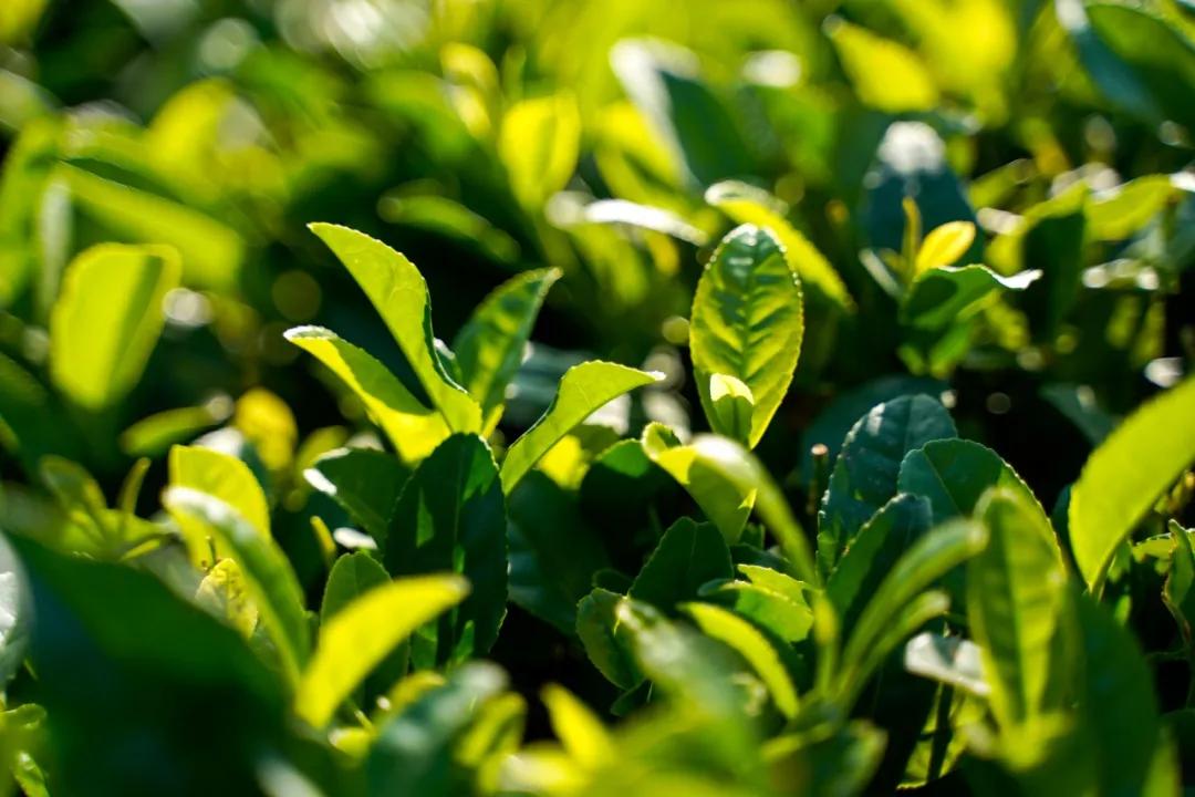 春天登山正确打开方式！这些藏在深处的秘境、美宿、茗茶在等着你！