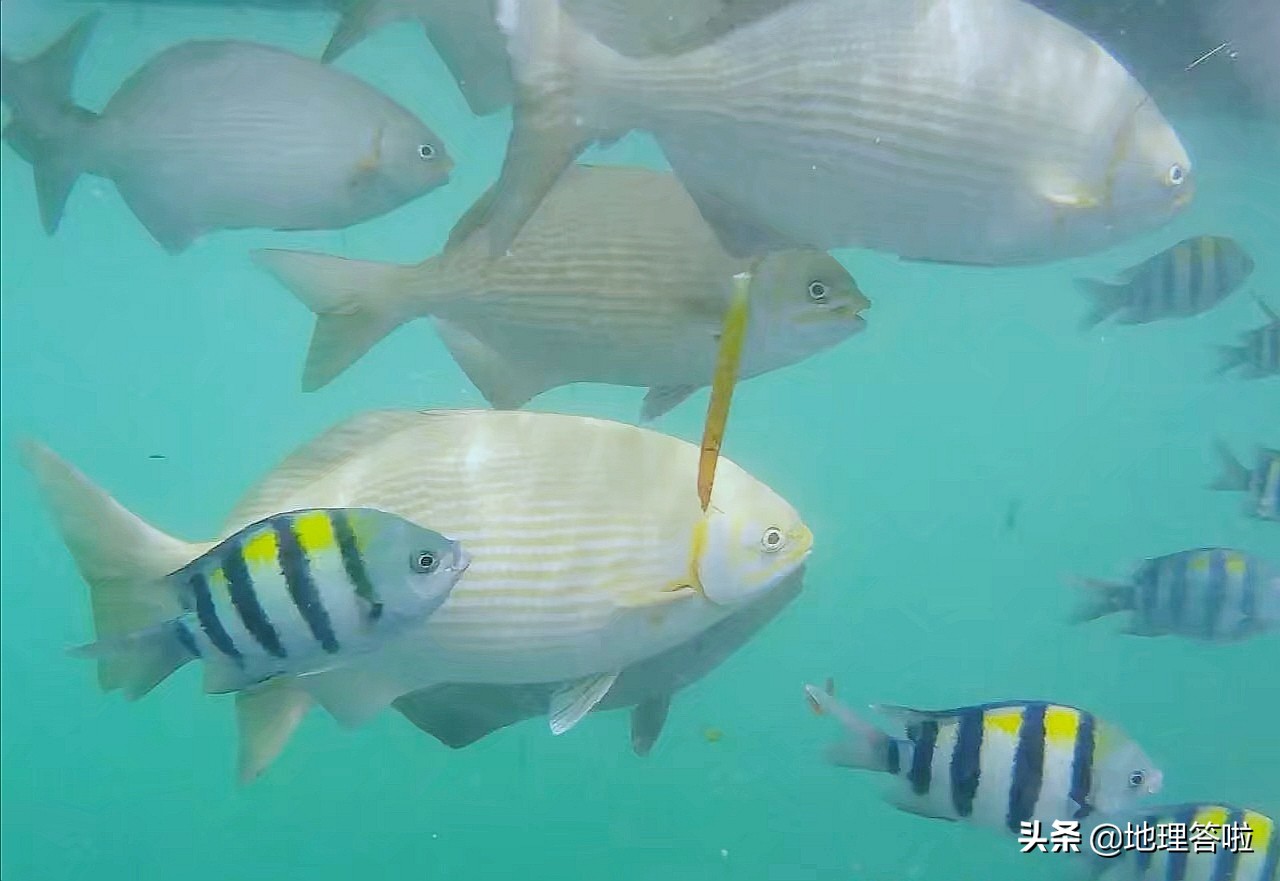 蓝梦岛潜水值得去吗,巴厘岛的潜水圣地蓝梦岛