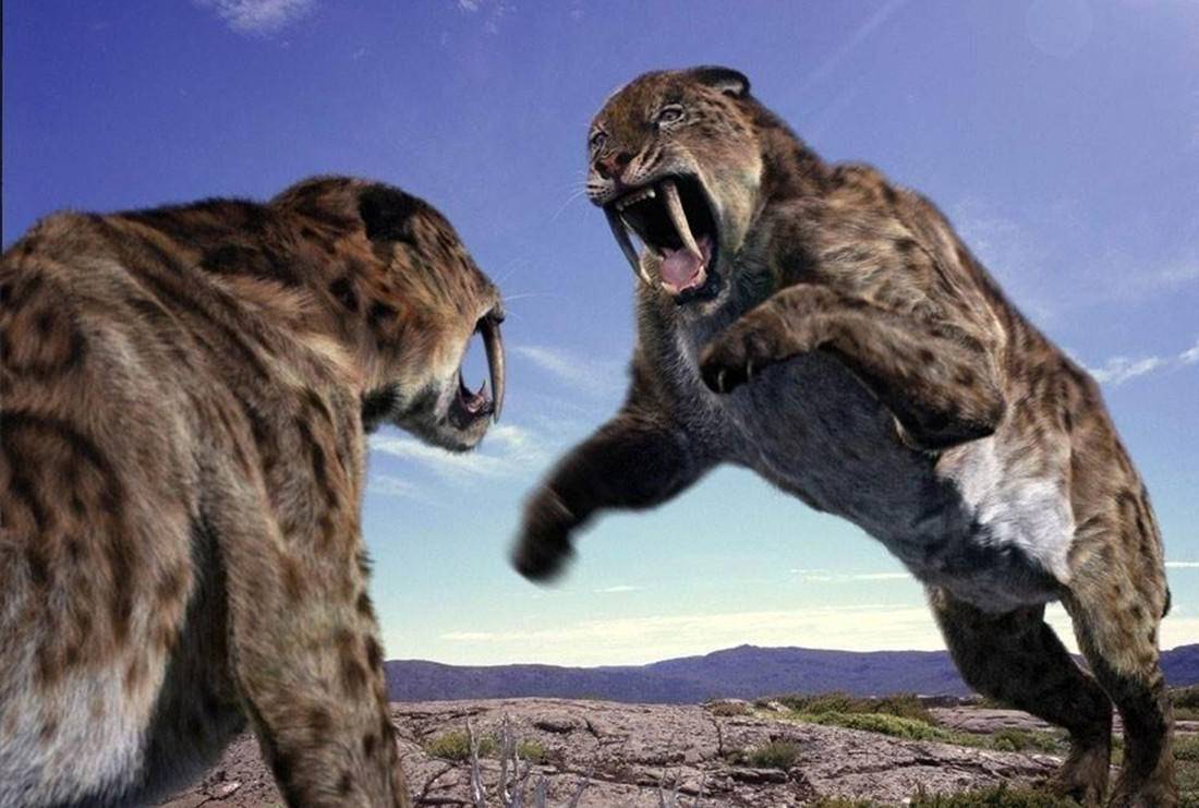 剑齿虎比狮子厉害吗,剑齿虎咬合力