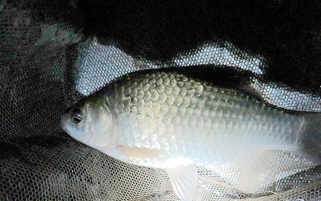 夜钓的正确玩法和技巧,夜钓注意事项和技巧